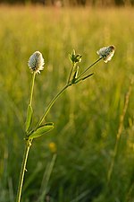 Miniatura para Trifolium montanum