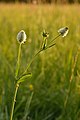 Trifolium montanum - mägiristik.jpg