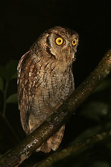 Tropis screech owl (Megascops choliba luctisomus).jpg