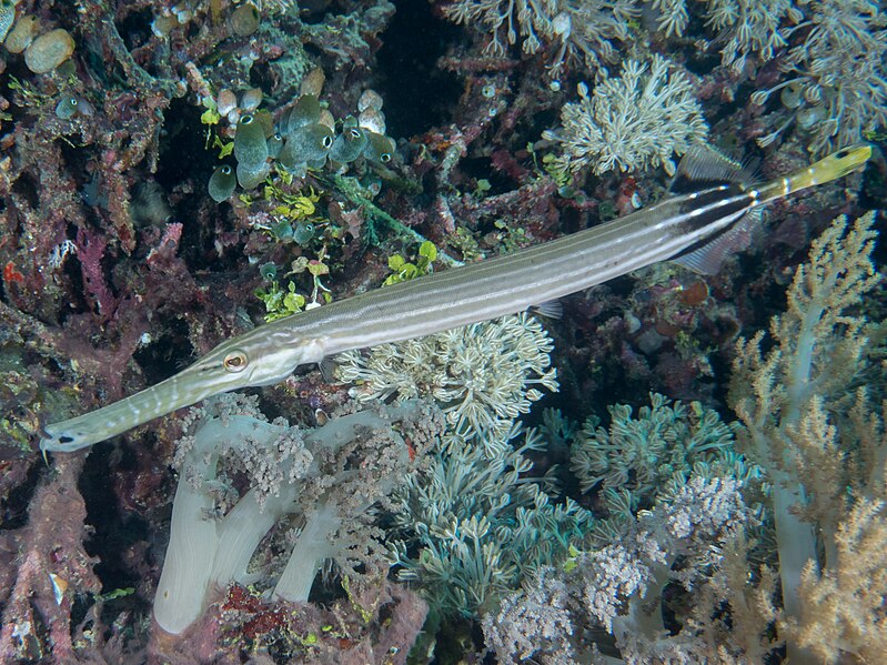 File:Trumpetfish (Aulostomus chinensis).jpg