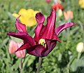 * Nomination: The Tulipa 'Purple Dream' (Lily-flowered Tulip) is one of the last tulips to bloom in spring.--Gio Terra 16:26, 2 April 2023 (UTC) * * Review needed