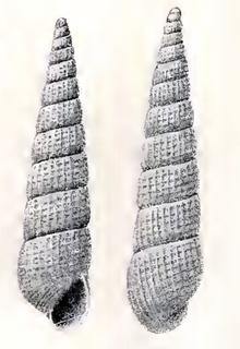 <i>Turbonilla joubini</i> Species of gastropod