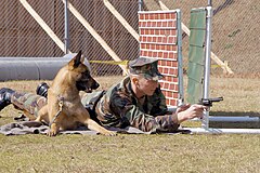 A Navy Master-at-arms fires blank ammunition to condition his dog to the sound
