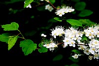 Spiraea chamaedryfolia