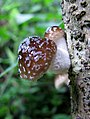 Unidentified fungi from Koovery