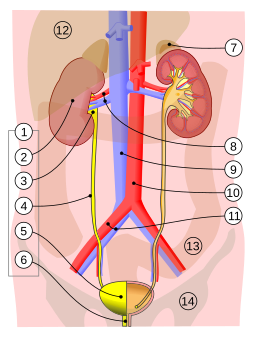 Urinary system.svg