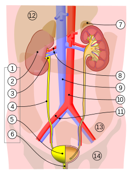 Urinary system.svg