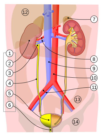 Aparell urinari