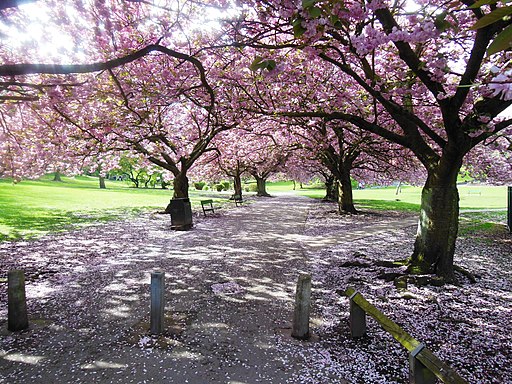 Valley Gardens, Pontefract (geograph 3949340)