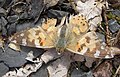 Vanessa cardui