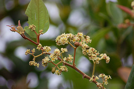 Ventilago maderaspatana