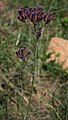 Verbena bonariensis