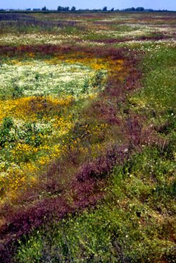 Vernal pool flowers, with different species occurring in zones related to soil moisture and temperature gradients formed as the pool dries out. Sacram