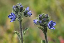 Veronica bellidioides (GänseblümchenEhrenpreis) IMG 5226.JPG