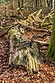 * Nomination Vierhouterbos (Staatsbosbeheer). Natural forest near Vierhouten. (fallen birch)--Agnes Monkelbaan 04:28, 21 April 2023 (UTC) * Promotion  Support Good quality. --XRay 04:32, 21 April 2023 (UTC)