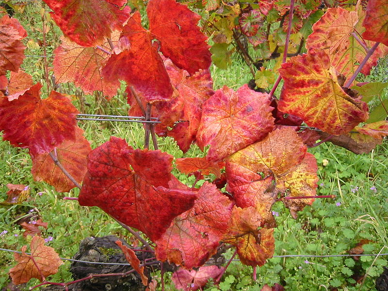 File:Vigne d'automne.JPG