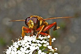 Milesia crabroniformis