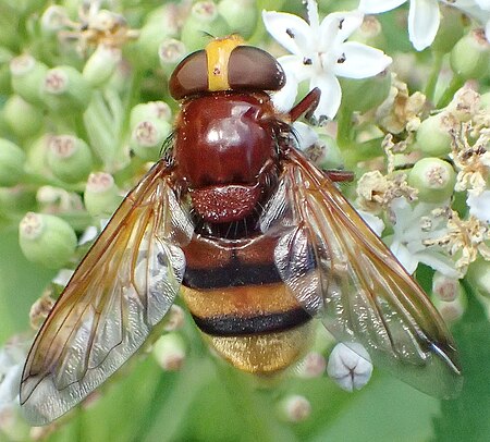 Volucella zonaria