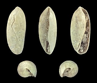 <span class="mw-page-title-main">Rhizoridae</span> Family of gastropods