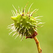 Unripe fruit of a Castanea sativa sweet chestnut.