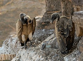 Vultures in the nest, Orchha, MP, India edit.jpg