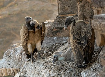 Abutres-de-bico-longo (Gyps indicus) em seu ninho, na cidade de Orchha, estado indiano de Madhya Pradesh. (definição 2 753 × 2 008)