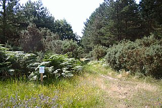 <span class="mw-page-title-main">Breckland Forest</span>