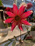 Thumbnail for File:WayneCountyNewYorkFair2018AgriculturalExhibitKiteRunnerDahlia.jpg