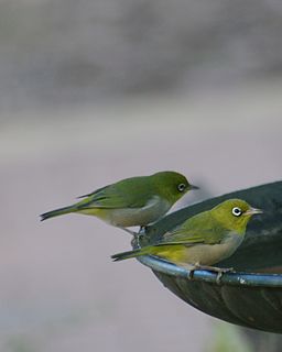 Western silvereye