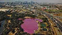 Westgate Park's saltwater lake is near the West Gate Bridge, and turns pink in summer (March 2019) Westgate Park saltwater lake turns pink in summer. March 2019.jpg