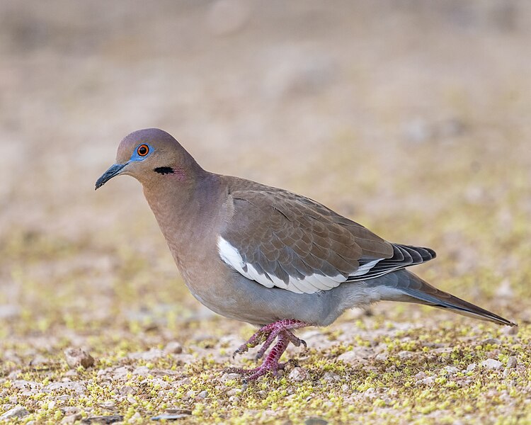 File:White-winged Dove (38087336535).jpg