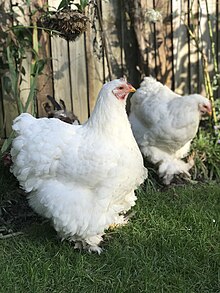 White Cochin hens at one year old, bred in England in 2020