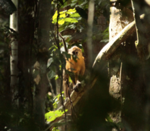 Golden bellied mangabey in the wild Wild Golden Bellied Mangabey.png