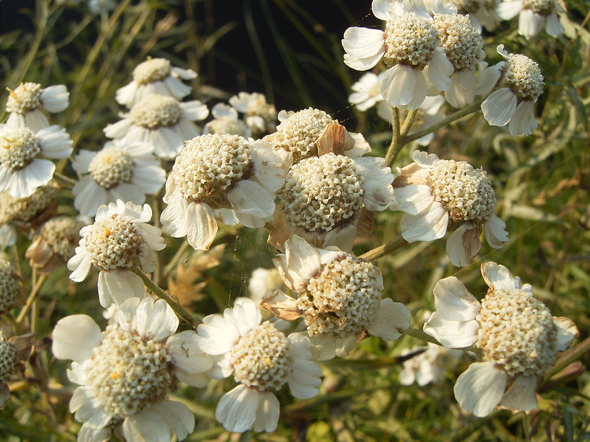 Achillea ptarmica ареал