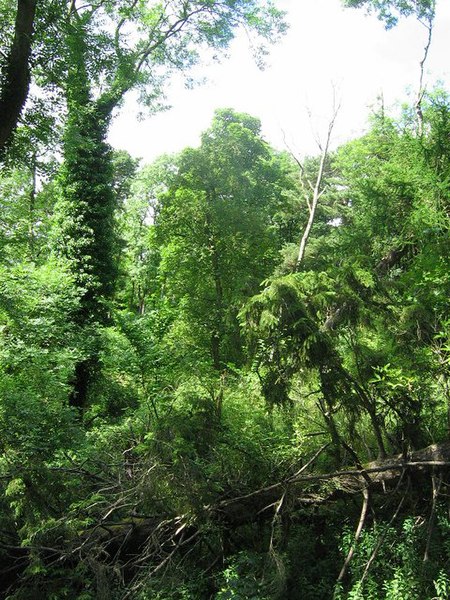 File:Windthrown woodland, Roslin Glen - geograph.org.uk - 29011.jpg