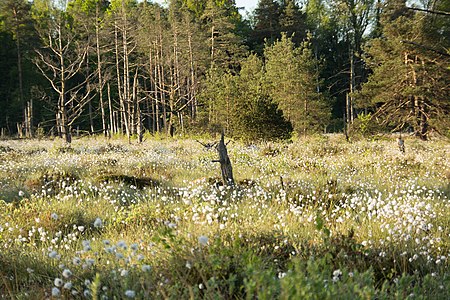 Wollgraswiese im Wurzacher Ried