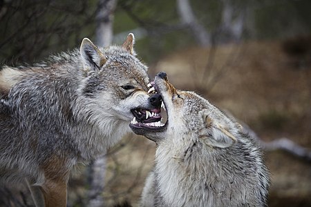 Tập_tin:Wolves_in_Norway.jpg