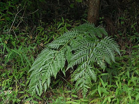 Woodwardia orientalis