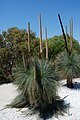 Xanthorrhoea