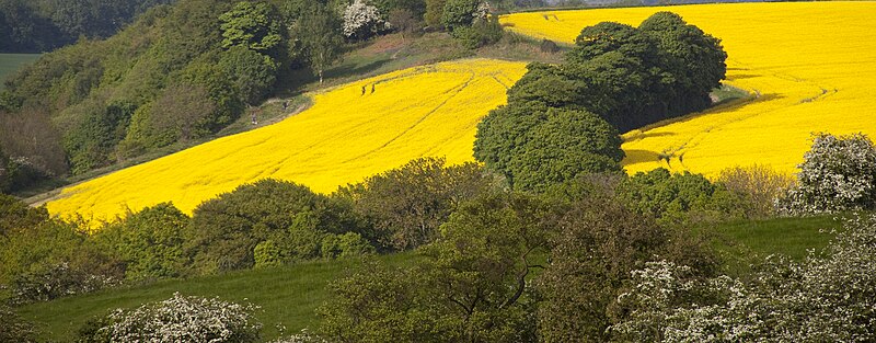 File:Yellow Fields (5676472315).jpg