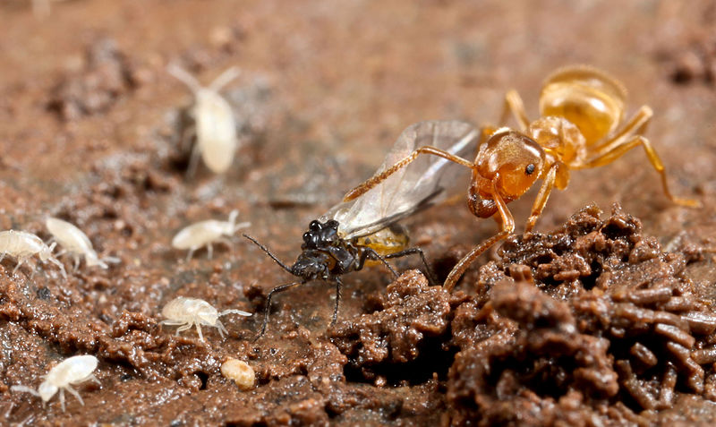 File:Yellow meadow ant (Lasius flavus) with Cyphoderus albinus and a maybe aphid (8272151048).jpg