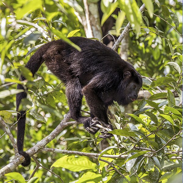 File:Yucatán black howler (Alouatta pigra) Cayo.jpg