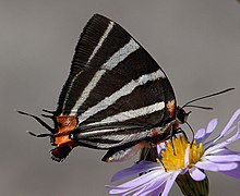 ZEBRA HAIRSTREAK (Panthiades bathildis) (11-18-13) 4. sjevernoamerički rekord, mužjak, kraj ceste na rijeci, salineno, starr co, tx -01 (10948170625) .jpg