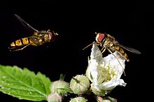 Zepper - Episyrphus balteatus pair.jpg