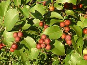 水牛刺棗（英语：Ziziphus mucronata） Buffalo thorn