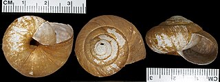 <i>Zonites chloroticus</i> Species of gastropod