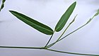 Zornia latifolia Sm. (5876584719).jpg
