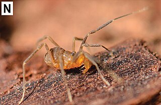 <i>Zuma</i> (genus) Genus of harvestmen/daddy longlegs