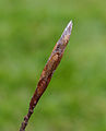 Zwellende bladknop van rode beuk Fagus sylvatica 'Purpurea'. Locatie, De Famberhorst.