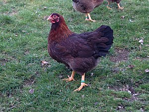 Hen in rust-partridge color